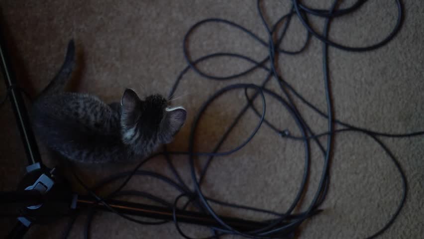 Naughty Kitten Playing and Chewing on Wires in Office Space Silly From Above Royalty-Free Stock Footage #1111762473