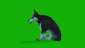 A Cute Black white Color Pet Dog 3D Model Rendering Animation on Green Screen