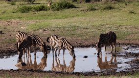 zebra herd drinking water with reflection on the water