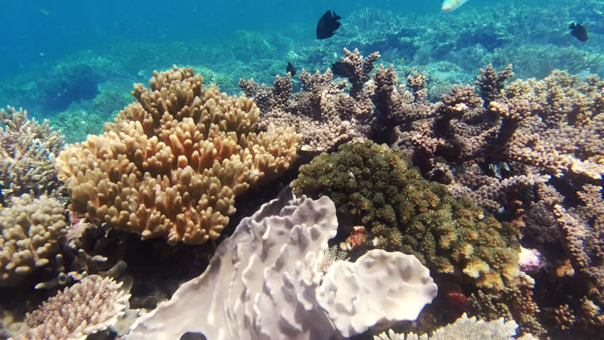 Coral, underwater and plants in nature, ocean and wildlife or habitat, aquatic and tropical or real. Seabed, reef and biodiversity or natural, exploration and ecosystem or travel in deep wilderness. | Shutterstock HD Video #1111766903
