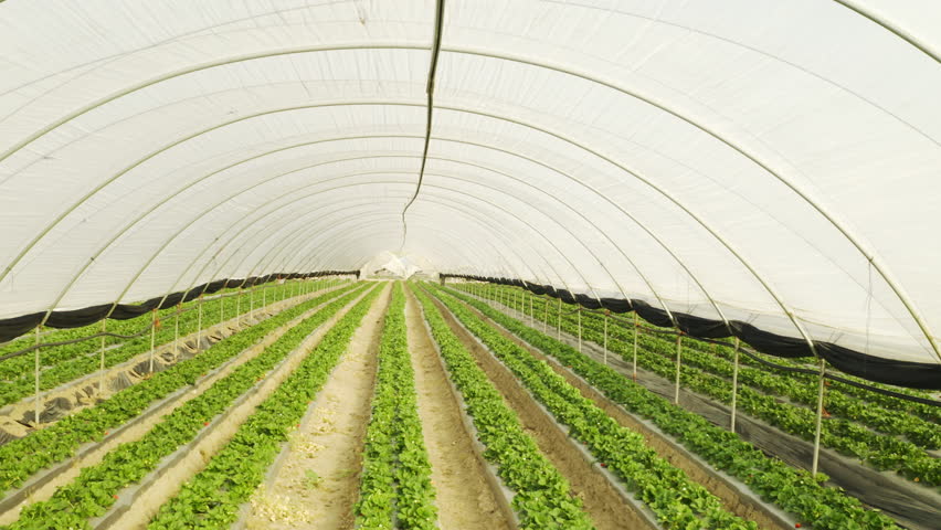 Sustainable, green house and agriculture environment on farm for greenery or plant growth or development. Gardening, agro and eco friendly nursery space for natural harvest rows in countryside.