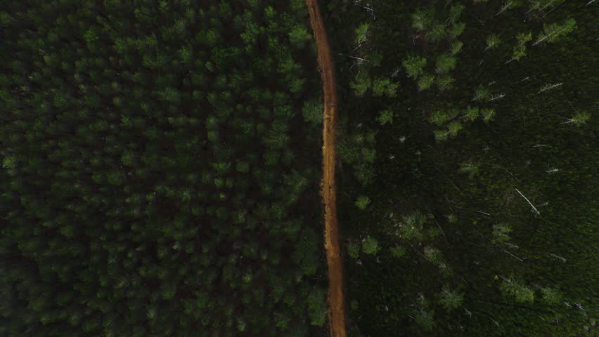 Forest trees, nature and drone with ground path, rainforest and path in a jungle with travel. Green bush, woods trail and road with aerial view with plants, outdoor and Canada scenery on a trip | Shutterstock HD Video #1111766909
