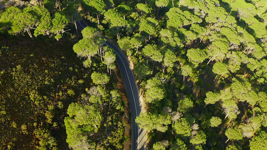 Forest, nature and car on road trip from drone with natural environment, agriculture and transport. Countryside, adventure and travel to outdoor holiday location in woods with green trees from above. | Shutterstock HD Video #1111766915