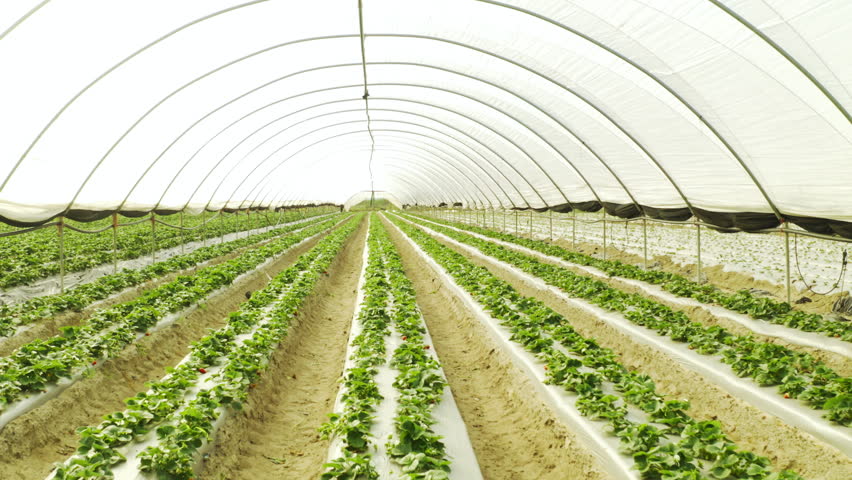 Nature, green house and agriculture environment on farm for greenery or plant growth or development. Sustainable, agro and eco friendly nursery space for natural harvest rows in countryside.