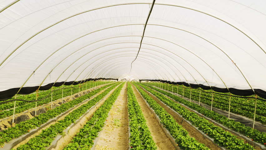 Agriculture, green house and agriculture environment on farm for greenery or plant growth or development. Sustainable, agro and eco friendly nursery space for natural harvest rows in countryside.