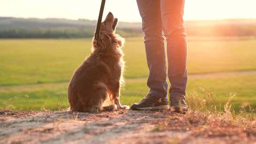 Ginger cocker spaniel dog sniffs ground walking with owner at orange sunset light owner walks curious pedigreed dog in country park owner with small spaniel dog enjoys weekend in evening closeup | Shutterstock HD Video #1111770125