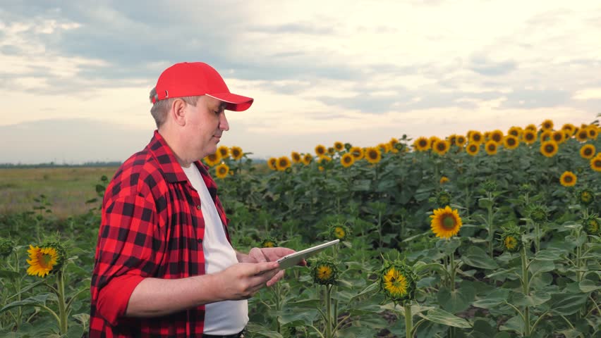 Mature farmer looks at tablet screen walking past sunflower field at farmland. Farmer uses computer technology in sunflowers cultivation. Farmer with tablet controls in large sunflower field | Shutterstock HD Video #1111770153