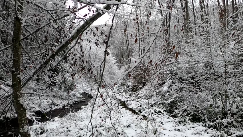 Landscape of mountain forest in snowfall