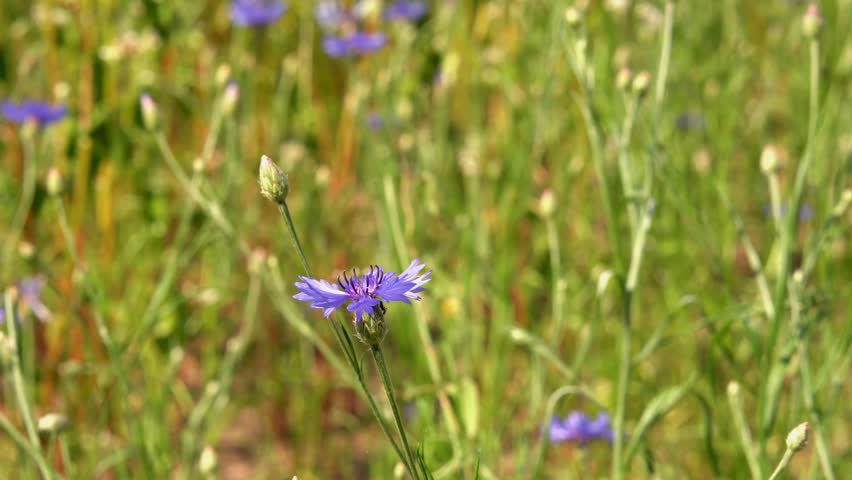 Cornflower sways against the backdrop of a summer field. Centaurea cyanus, commonly known as cornflower or bachelor's button, is an annual flowering plant in the family Asteraceae native to Europe. Royalty-Free Stock Footage #1111770927