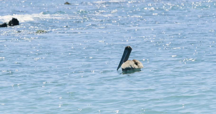 Magnificent view of Pelican swimming and floating on ocean