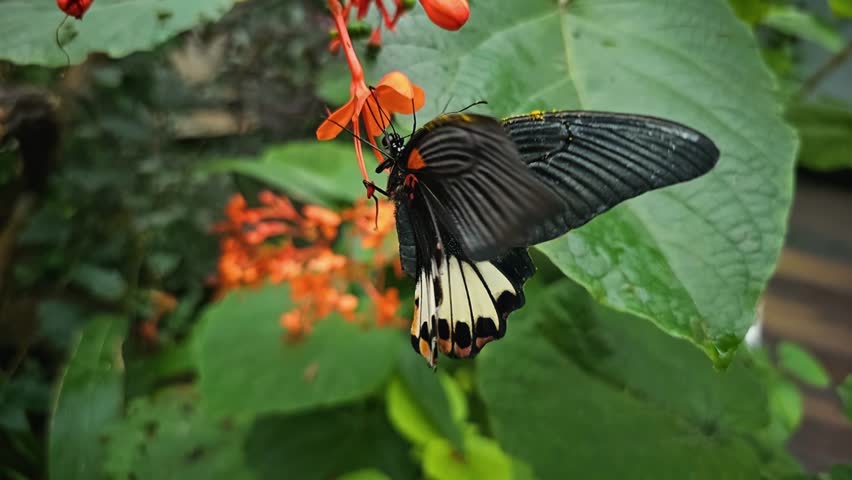Close up of a mormon butterfly sitting on a flower in slow motion. | Shutterstock HD Video #1111771053