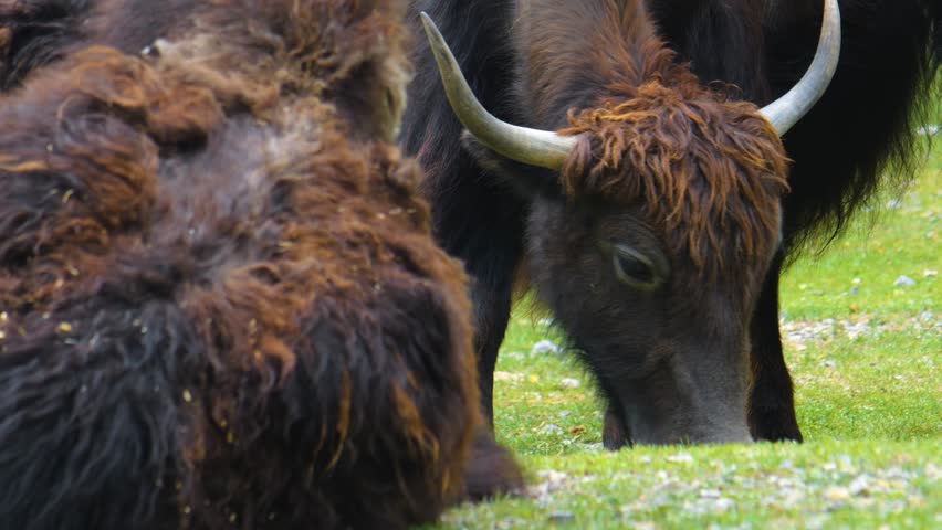 Yak cow head eating grass on a meadow. | Shutterstock HD Video #1111771063