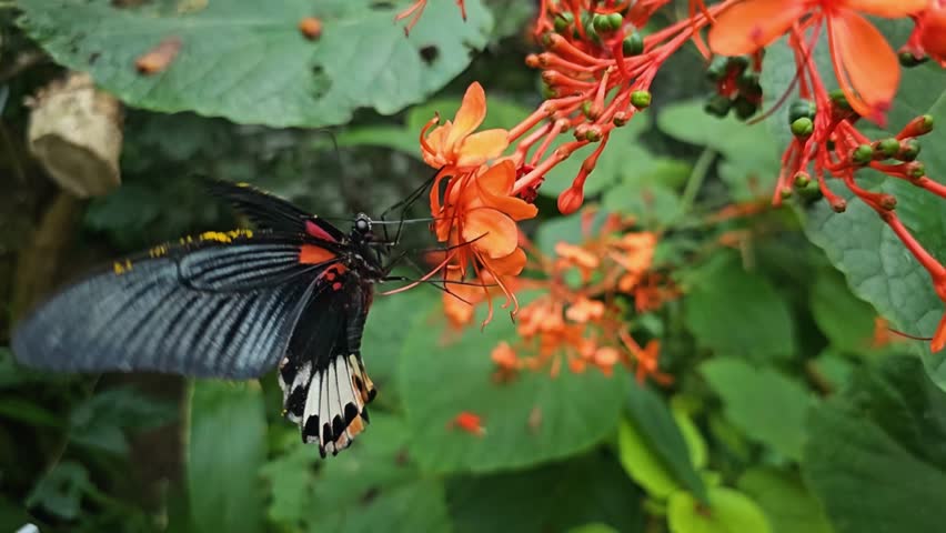 Close up of a mormon butterfly sitting on a flower in slow motion. | Shutterstock HD Video #1111771071