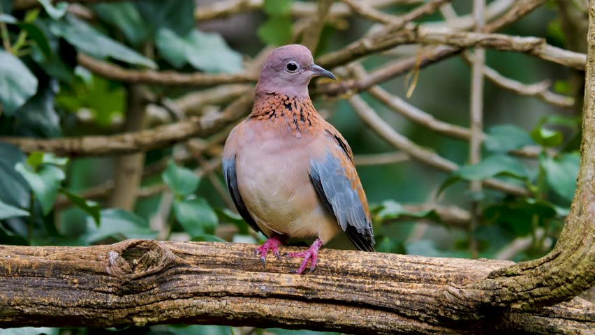 Laughing Dove sitting on a branch on a windy afternoon | Shutterstock HD Video #1111771079
