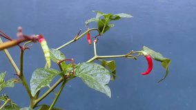 Close-up of chilli plants growing on their own. Red chillies with water droplets. Handheld mode, still video.