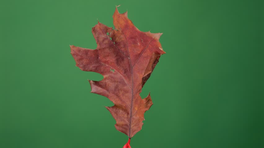 Spinning leaf on a uniform background, with green screen for easy extraction and adaptable use in different scenes. | Shutterstock HD Video #1111776019