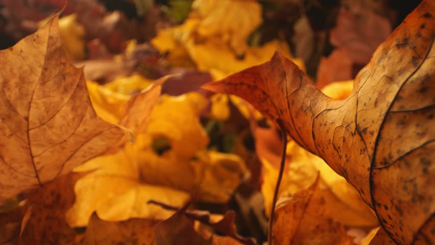 Delving into the heart of fall, the camera explores a bed of orange, brown, and red leaves in a macro view. | Shutterstock HD Video #1111776021