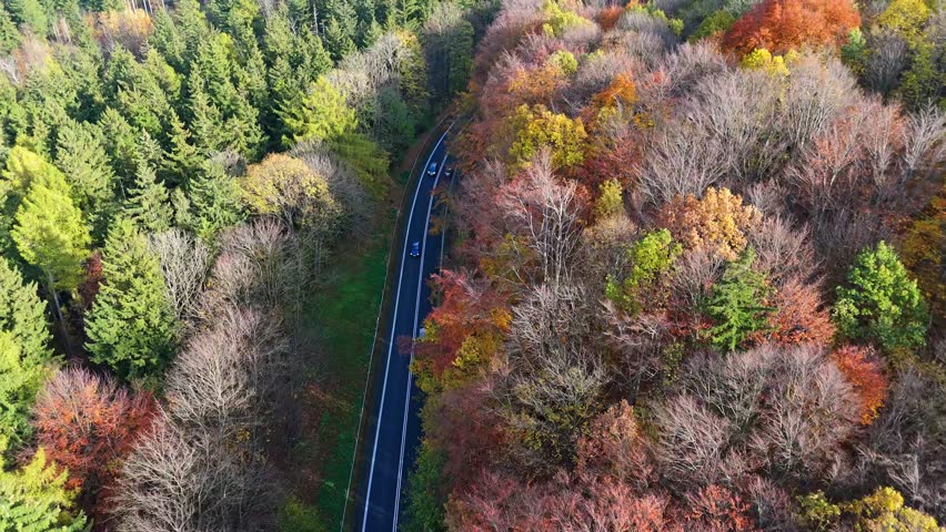 Drone footage of a forest road, bathed in autumn hues, with morning light casting long, revealing shadows. | Shutterstock HD Video #1111776023