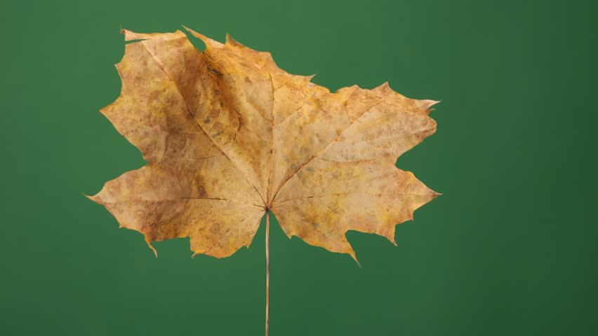 A fall leaf rotates on a solid backdrop, suitable for green screen editing and versatile scene integration. | Shutterstock HD Video #1111776027