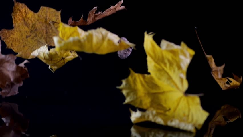 Richly hued autumn leaves gently drop onto a mirror-like surface, set against black in a slow-motion display. | Shutterstock HD Video #1111776031