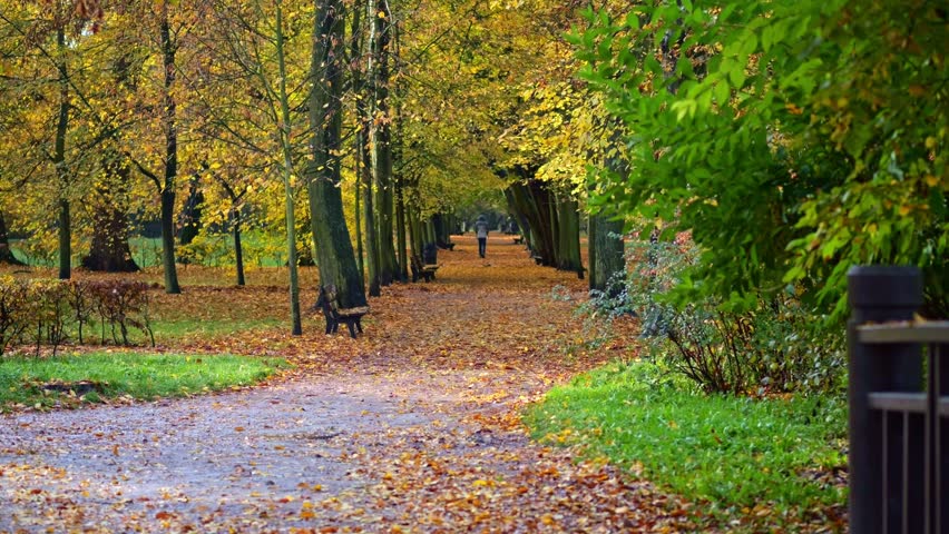 Autumn leaves blanket a walkway, bordered by vacant benches and trees. Morning light brings a warm ambiance. | Shutterstock HD Video #1111776033
