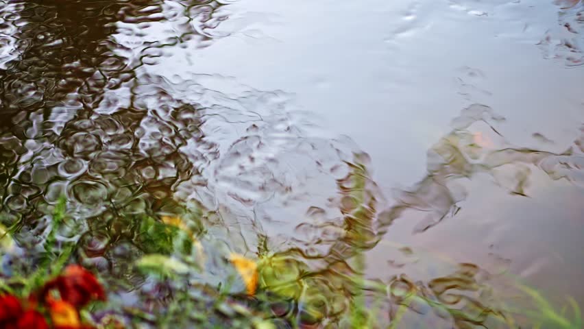 Forest reflections in a gentle stream, sun highlights the water, and plants dance below. Autumn vibrancy, slow-motion. | Shutterstock HD Video #1111776035