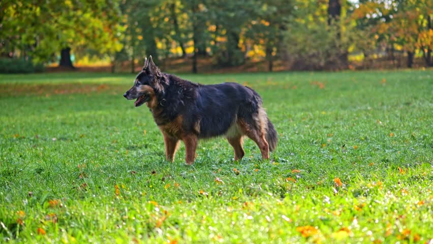 Slow-motion video of a beautifully coated German Shepherd walking on grass amidst fall leaves in the morning sun. | Shutterstock HD Video #1111776039