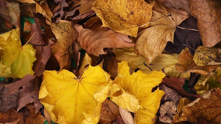 Vibrant autumn leaves flutter over a green screen, ideal for inserting a different background or hue. | Shutterstock HD Video #1111776049