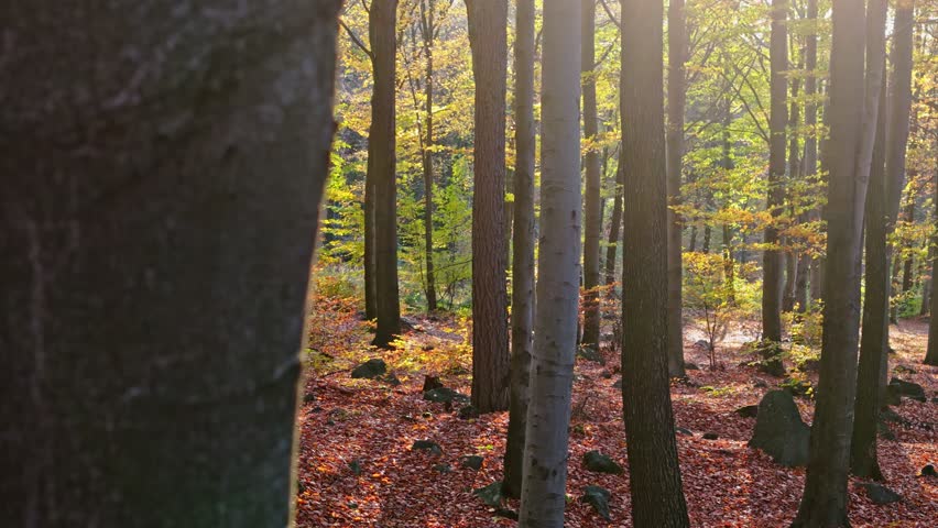 Hiking in the woods as the sun rises, bringing autumn leaves to life with light and shadow. | Shutterstock HD Video #1111776051