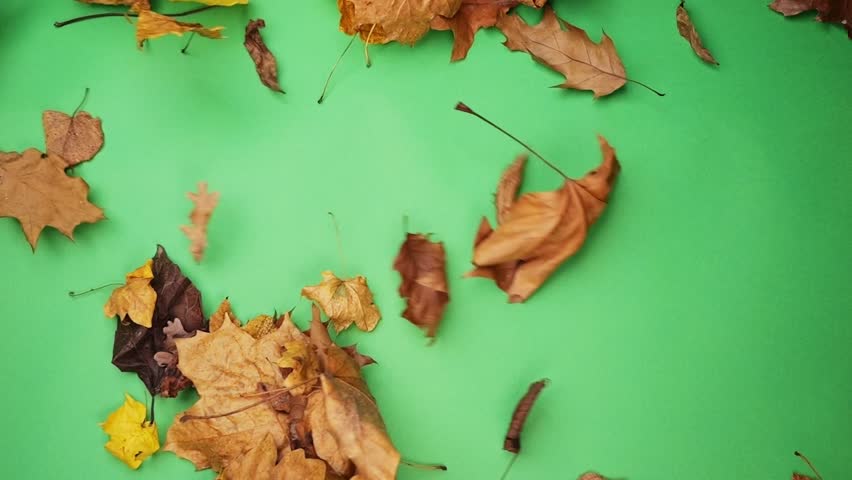 Autumn leaves fall against a green screen, easily editable for custom backgrounds or colors. | Shutterstock HD Video #1111776053