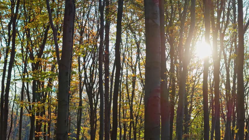 Dawn in the forest; sunlight sets autumn leaves aglow, highlighting the earth's natural canvas. | Shutterstock HD Video #1111776055