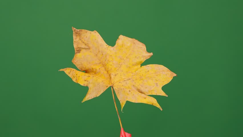 Leaf in autumn hues spins on a uniform backdrop, designed for hassle-free green screen extraction and placement. | Shutterstock HD Video #1111776057