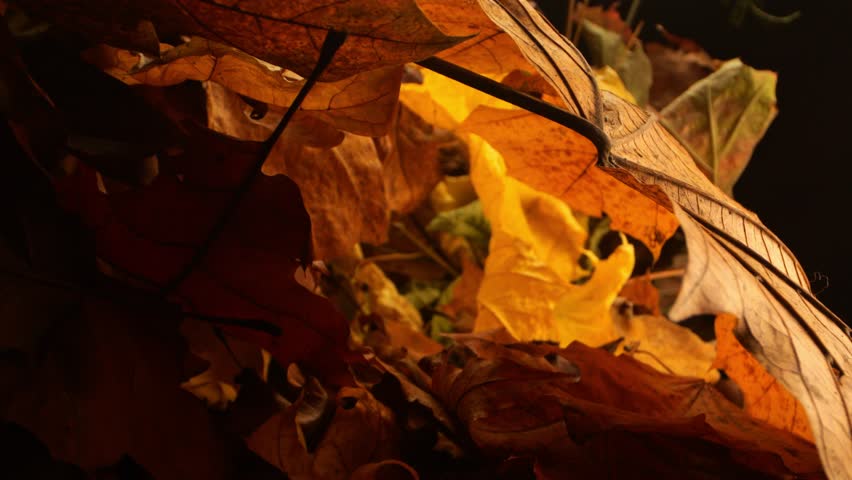 Macro shot: Camera slides into a vivid autumn scene, with leaves in shades of orange, brown, yellow, and red. | Shutterstock HD Video #1111776059