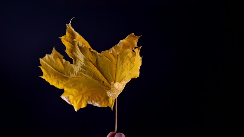 Slow-motion footage of fingers gently spinning a yellow autumn maple leaf, highlighting its seasonal beauty. | Shutterstock HD Video #1111776061