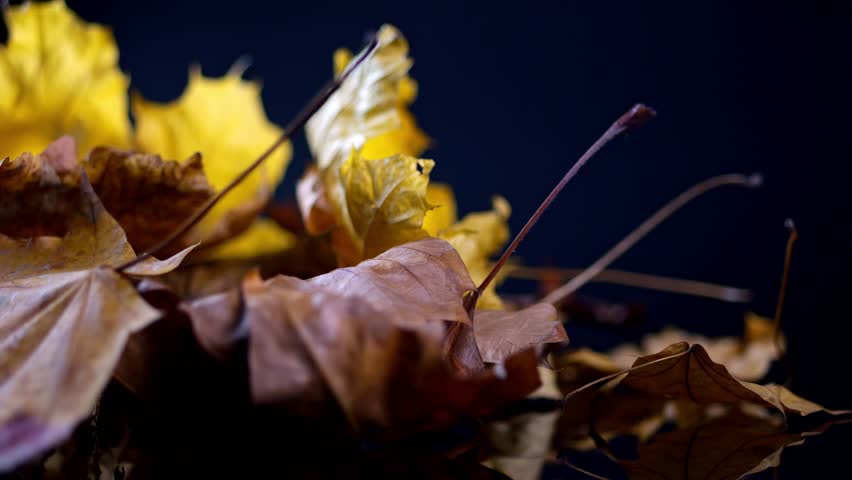 Autumn leaves in a dynamic dance, their vivid colors of yellow, brown, and orange shining against darkness. | Shutterstock HD Video #1111776065
