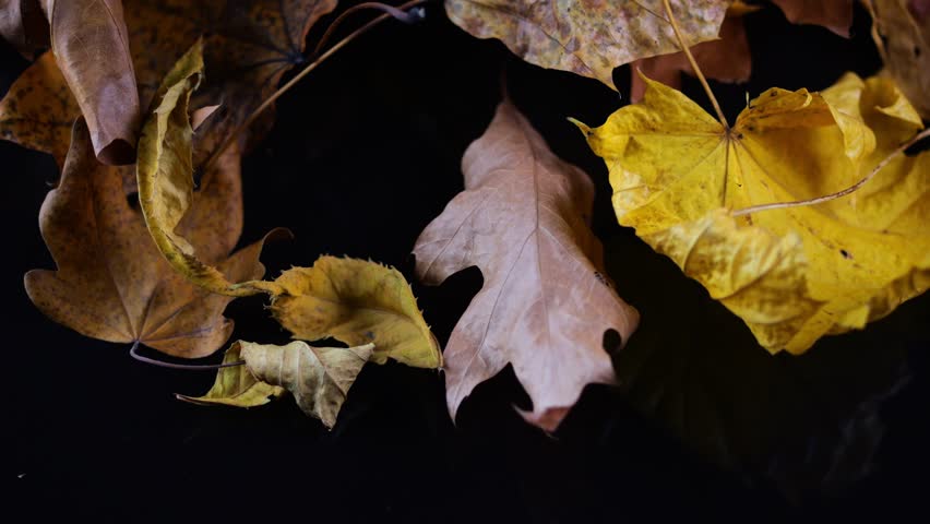 Pile of autumn leaves gently rotates against a dark background, shimmering in shades of yellow, brown, and orange. | Shutterstock HD Video #1111776067