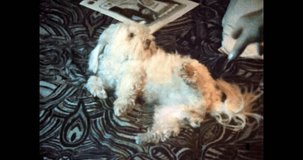Cute dog lying on room carpet, close up. Adorable fluffy, funny dog asking be petting, playing. Nice small Maltese dog at home. Friendly pet. Retro film archive. Archival vintage footage. 1980s