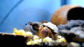 Animal Videography. Animal Close up. Footage of Purple Hermit Crab (Coenobita Brevimanus) eating corn kernels. Animal behavior. Shot in Macro lens with 4K Resolution