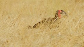 Footage of a Southern Ground Hornbill (Bucorvus Leadbeateri) Eating insects in grass.