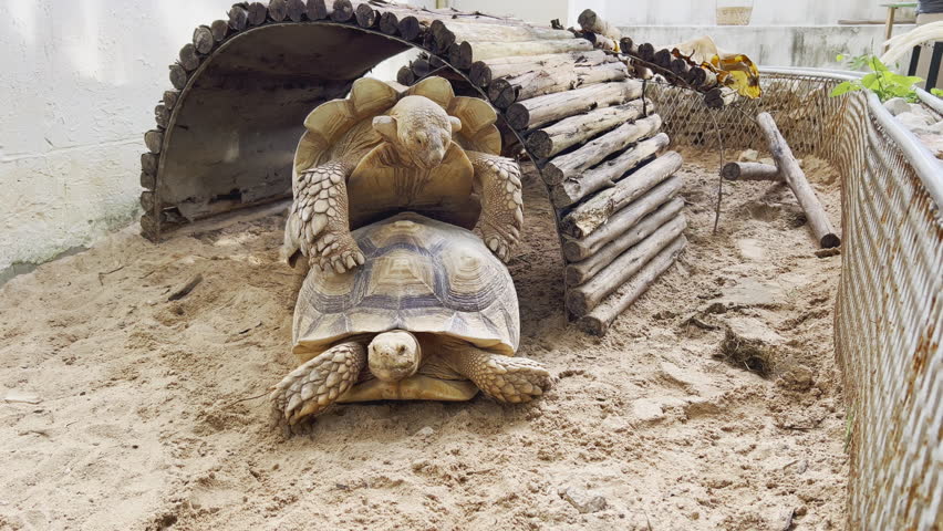 Close up 4K of two African spurred tortoises, sulcata, are breeding during mating season in zoo which is important for conservation and protection of these incredible creature, endangered species.