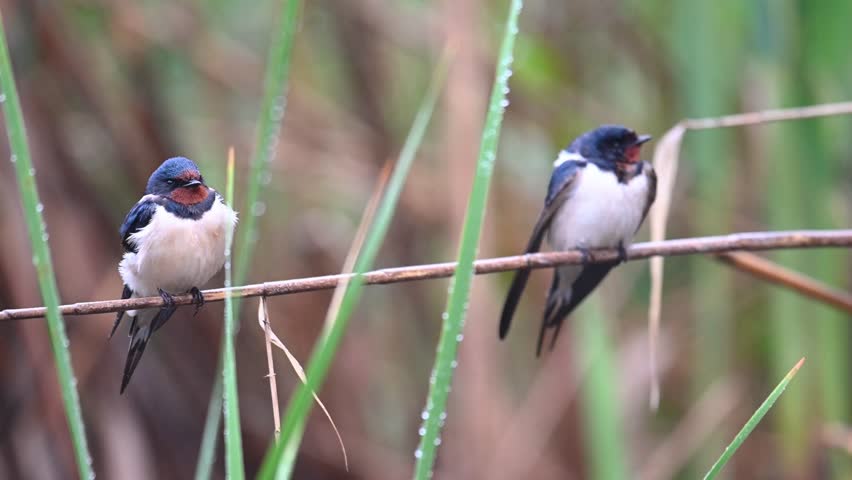 Barn swallow Hirundo rustica. A bird sits on a reed and looks around and cleans its feathers.. Close up. Slow motion.