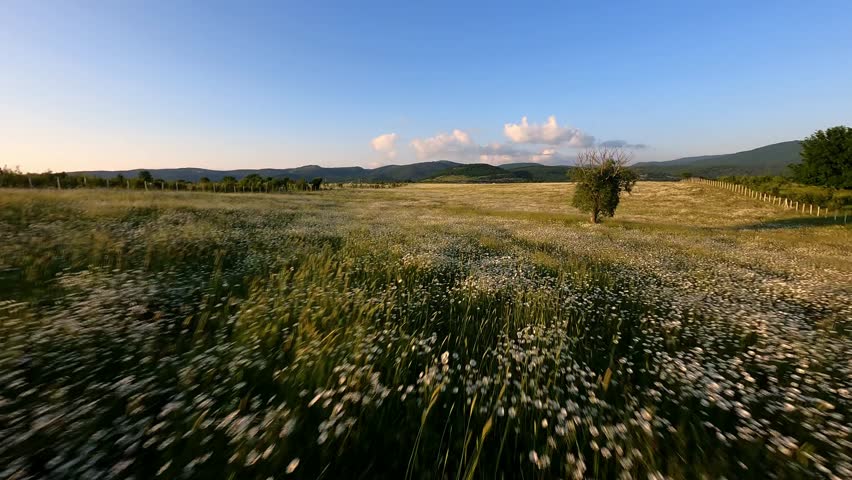 FPV drone at sunset quickly flies over a field of daisies and meadow flowers past a lonely tree in front of a village mountains blue sky and a cloud. High quality 4k footage Crimea summer Royalty-Free Stock Footage #1111784903