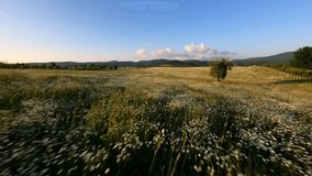 FPV drone at sunset quickly flies over a field of daisies and meadow flowers past a lonely tree in front of a village mountains blue sky and a cloud. High quality 4k footage Crimea summer - Powered by Shutterstock - Get 15% off with code: PIKWIZARD15