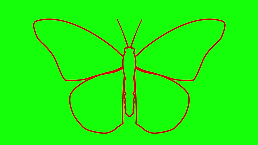 Animated red butterfly flaps wings. Linear symbol. Looped video. Vector illustration isolated on green background.