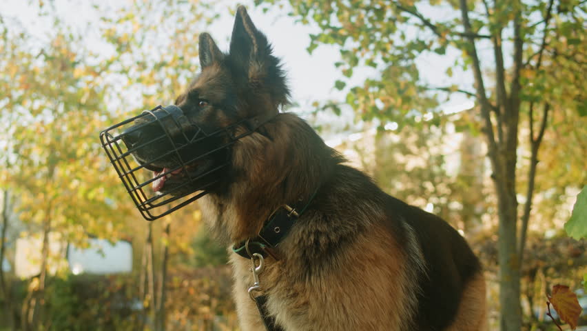 German shepherd dog in a muzzle portrait in the autumn park close-up. Purebred dog. Pets walking in forest. Police pet. Outdoor. | Shutterstock HD Video #1111793909