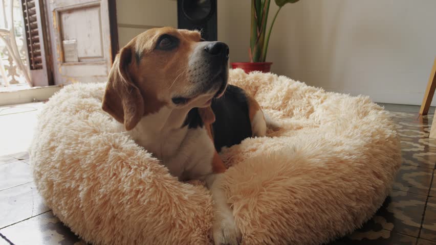 Cute Beagle dog puppy sleeping on the bed. Adorable pet relaxing at home close up, pet goods supplies and delivery, softness and tenderness dog bed. | Shutterstock HD Video #1111793915