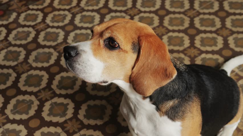 Dog eating vitamins cbd supplement, woman hands, pets food supply, delivery for beagle pet.  | Shutterstock HD Video #1111793947