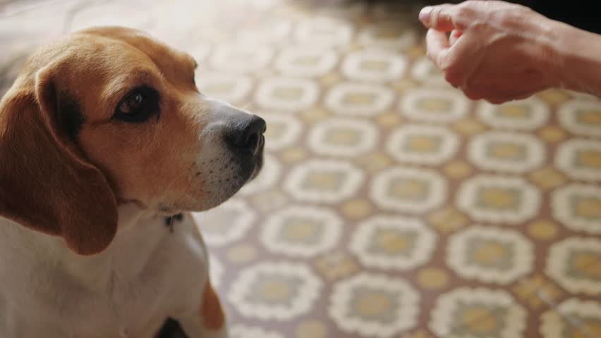 Dog eating vitamins cbd supplement, woman hands, pets food supply, delivery for beagle pet.  | Shutterstock HD Video #1111793957