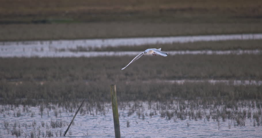 Seagull bird hunting low over water hovering on the wind slow motion