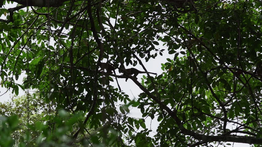 Cute little squirrel monkey jumping through the canopy of the tropical rainforest in the Cuyabeno wildlife reserve in the Amazon region of Ecuador. Royalty-Free Stock Footage #1111795079